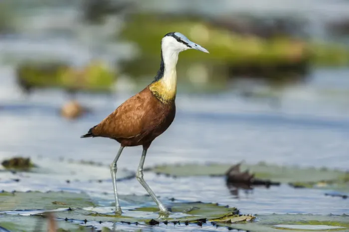 Framed Print : African Jacana (Actophilornis africanus), Chobe River, Botswana, Africa