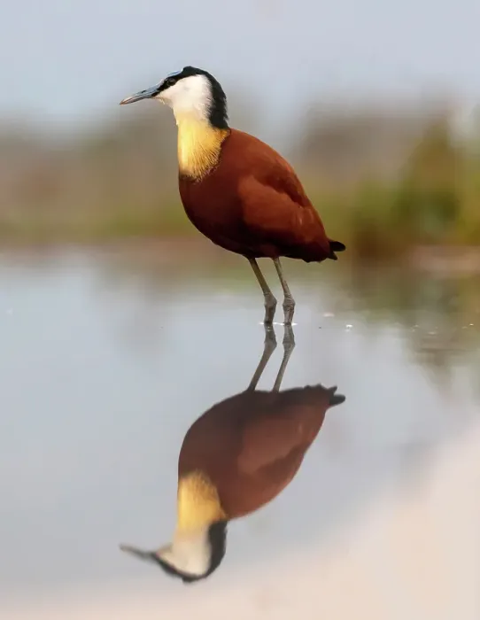 Framed Print : African jacana, Zimanga Private Game Reserve, Natal, South Africa Framed Print : African jacana, Zimanga Private Game Reserve, Natal, South Africa