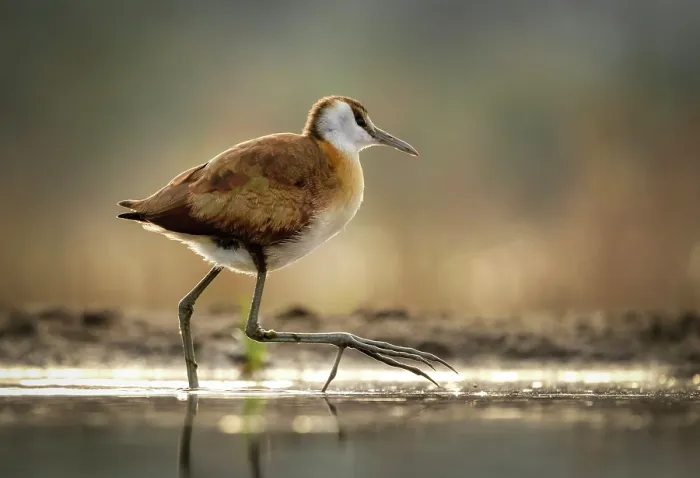 Framed Print : African Jacana, Zimanga Private Game Reserve, KwaZulu Natal, South Africa Framed Print : African Jacana, Zimanga Private Game Reserve, KwaZulu Natal, South Africa