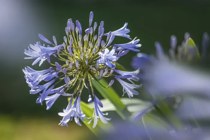 Framed Print : African lilies (Agapanthus) in the park of Favorite Castle near Rastatt Framed Print : African lilies (Agapanthus) in the park of Favorite Castle near Rastatt