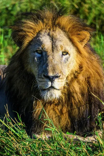 African Lion Print, Zimanga Private Game Reserve, South Africa