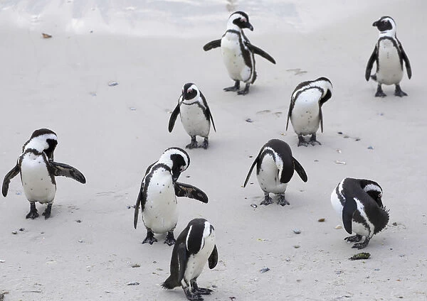African penguins (Jackass penguins) on Boulders Beach, Simons Town, Cape Town