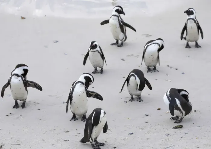 Framed Print : African penguins (Jackass penguins) on Boulders Beach, Simons Town, Cape Town