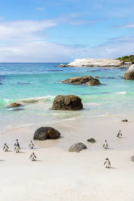 Framed Print : African penguins (Spheniscus demersus), Boulders Beach, Simon's Town, Cape Town, Western Cape, South Africa Framed Print : African penguins (Spheniscus demersus), Boulders Beach, Simon's Town, Cape Town, Western Cape, South Africa