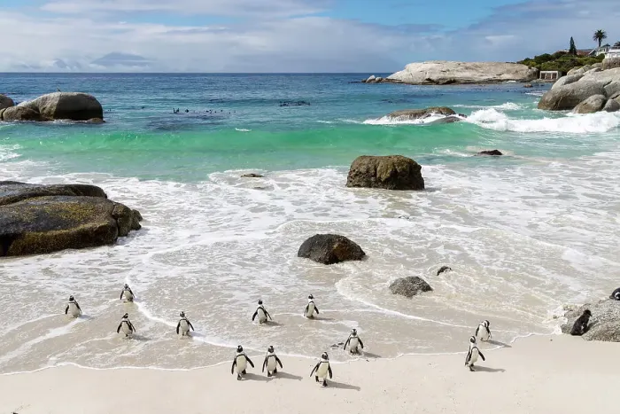 Framed Print : African penguins (Spheniscus demersus), Boulders Beach, Simon's Town, Cape Town, Western Cape, South Africa Framed Print : African penguins (Spheniscus demersus), Boulders Beach, Simon's Town, Cape Town, Western Cape, South Africa