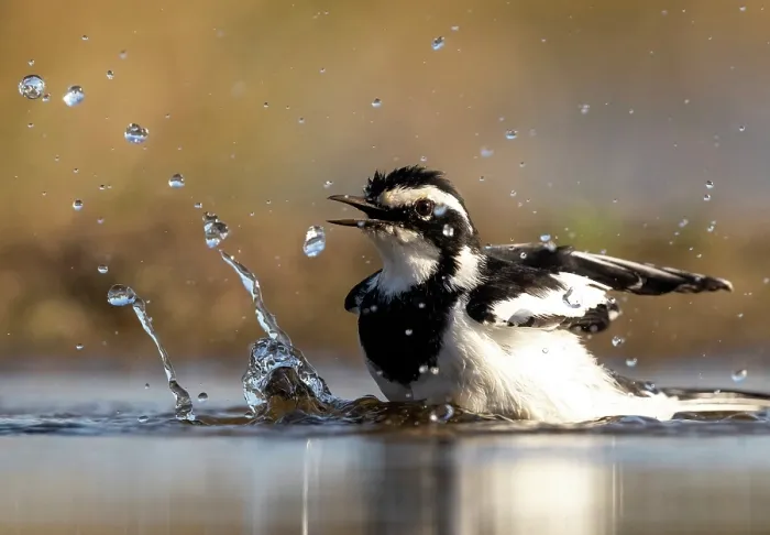 Framed Print : African pied wagtail bathing, Zimanga Private Game Reserve, KwaZulu Natal, South Africa Framed Print : African pied wagtail bathing, Zimanga Private Game Reserve, KwaZulu Natal, South Africa