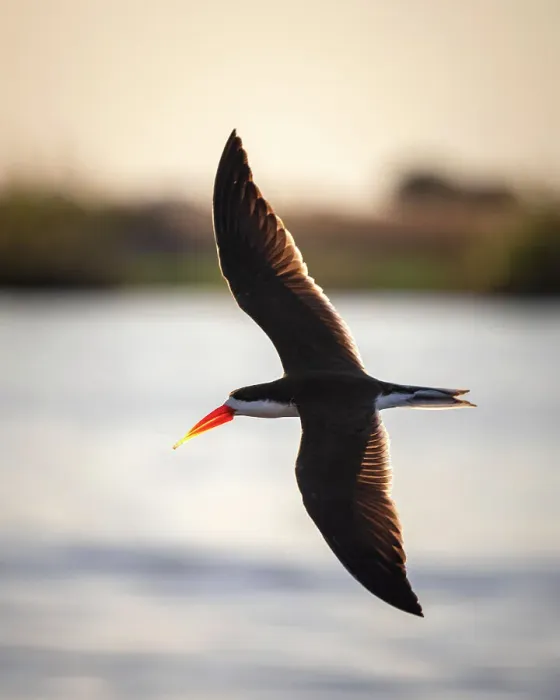Framed Print : African Skimmer, Chobe River, Botswana Framed Print : African Skimmer, Chobe River, Botswana