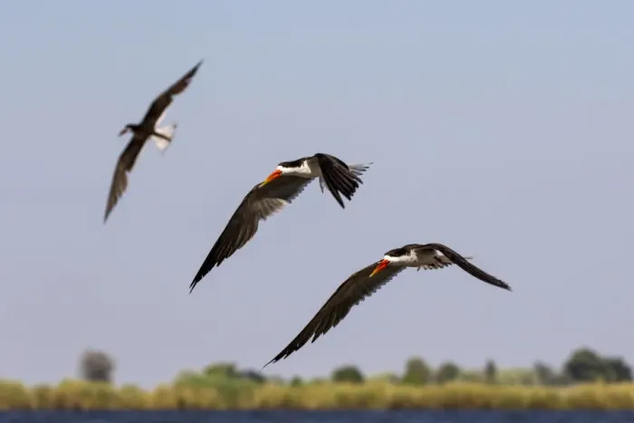 Framed Print : African Skimmers in flight, Chobe River, Chobe National Park, Botswana Framed Print : African Skimmers in flight, Chobe River, Chobe National Park, Botswana