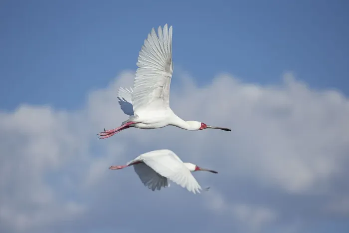 Framed Print : African Spoonbill (Platalea alba) pair in flight, Savuti, Chobe National Park, Botswana Framed Print : African Spoonbill (Platalea alba) pair in flight, Savuti, Chobe National Park, Botswana