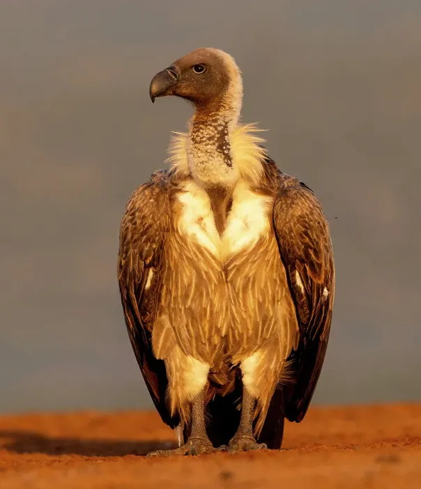 Framed Print : African white backed vulture, Zimanga Private Game Reserve, Natal, South Africa Framed Print : African white backed vulture, Zimanga Private Game Reserve, Natal, South Africa