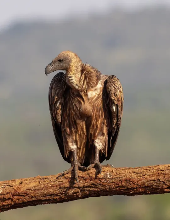 Framed Print : African white backed vulture, Zimanga Private Game Reserve, Natal, South Africa Framed Print : African white backed vulture, Zimanga Private Game Reserve, Natal, South Africa