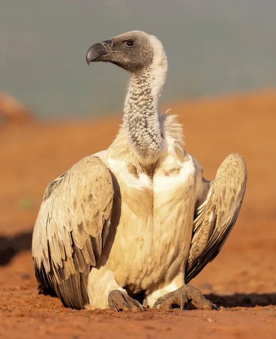 Framed Print : African white backed vulture, Zimanga Private Game Reserve, Natal, South Africa Framed Print : African white backed vulture, Zimanga Private Game Reserve, Natal, South Africa