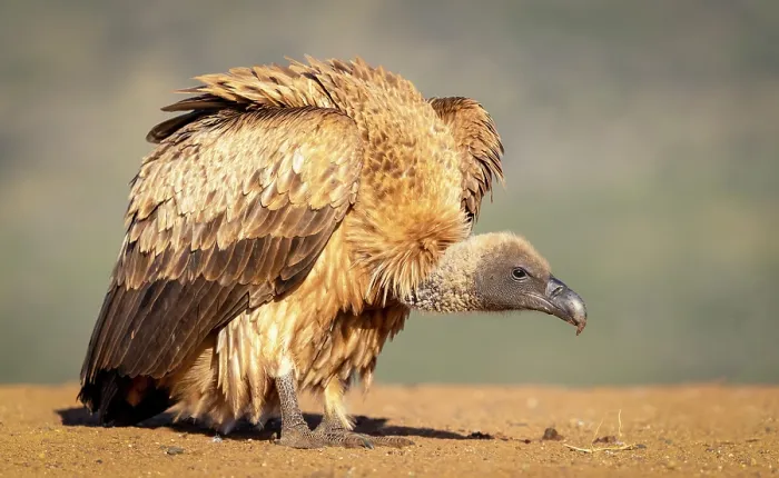Framed Print : African white backed vulture, Zimanga Private Game Reserve, KwaZulu Natal, South Africa Framed Print : African white backed vulture, Zimanga Private Game Reserve, KwaZulu Natal, South Africa