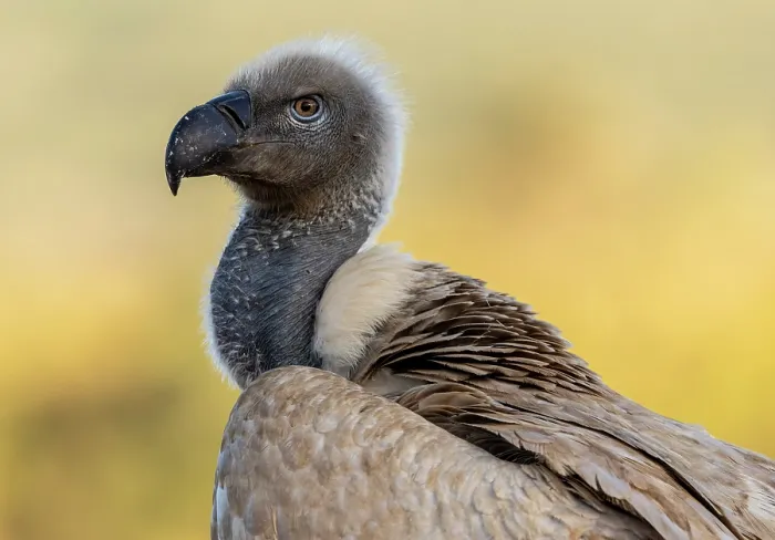Framed Print : African white backed vulture, Zimanga Private Game Reserve, KwaZulu Natal, South Africa Framed Print : African white backed vulture, Zimanga Private Game Reserve, KwaZulu Natal, South Africa