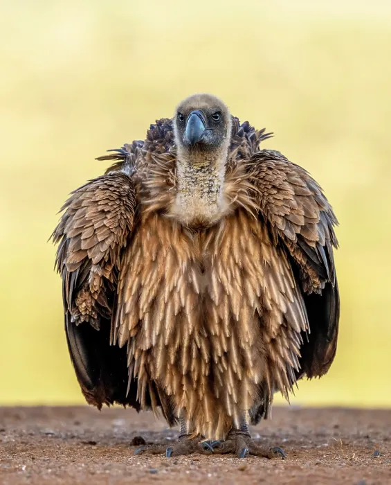 Framed Print : African white backed vulture, Zimanga Private Game Reserve, KwaZulu Natal, South Africa Framed Print : African white backed vulture, Zimanga Private Game Reserve, KwaZulu Natal, South Africa