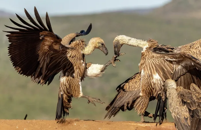 Framed Print : African white backed vultures fighting, Zimanga Private Game Reserve, KwaZulu Natal, South Africa Framed Print : African white backed vultures fighting, Zimanga Private Game Reserve, KwaZulu Natal, South Africa
