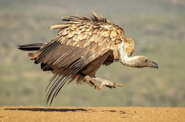 Framed Print : African white backed vultures fighting, Zimanga Private Game Reserve, KwaZulu Natal, South Africa Framed Print : African white backed vultures fighting, Zimanga Private Game Reserve, KwaZulu Natal, South Africa
