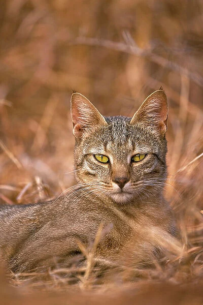 African Wild Cat, Hwange National Park, Zimbabwe