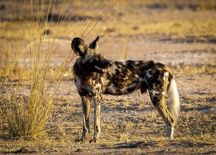 Framed Print : African wild dog (Lycaon pictus), South Luangwa National Park, Zambia Framed Print : African wild dog (Lycaon pictus), South Luangwa National Park, Zambia
