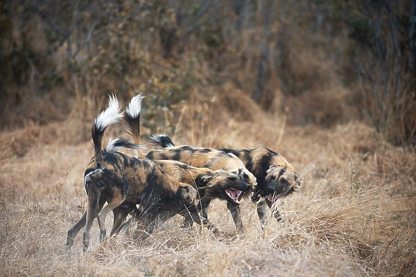 African Wild Dog, Moremi Game Reserve, Botswana
