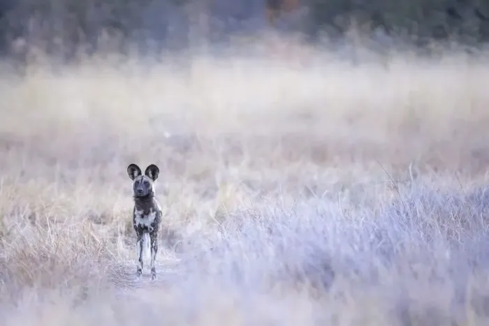 Framed Print : African Wild Dog, Okavango Delta, Botswana Framed Print : African Wild Dog, Okavango Delta, Botswana