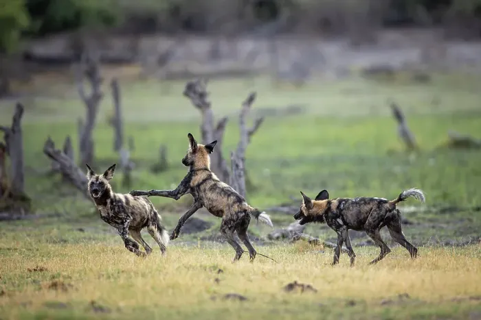 Framed Print : African Wild Dog pups at play, Okavango Delta, Botswana Framed Print : African Wild Dog pups at play, Okavango Delta, Botswana