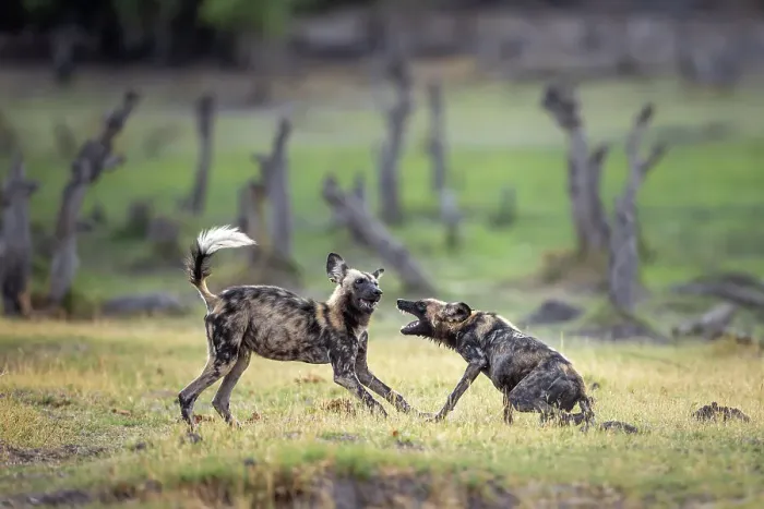 Framed Print : African Wild Dog pups at play, Okavango Delta, Botswana