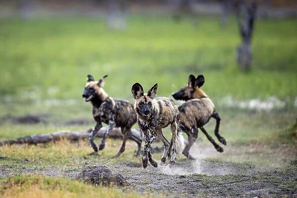 African Wild Dog pups at play, Okavango Delta, Botswana