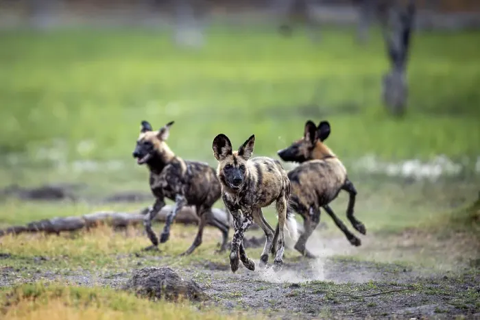Framed Print : African Wild Dog pups at play, Okavango Delta, Botswana Framed Print : African Wild Dog pups at play, Okavango Delta, Botswana