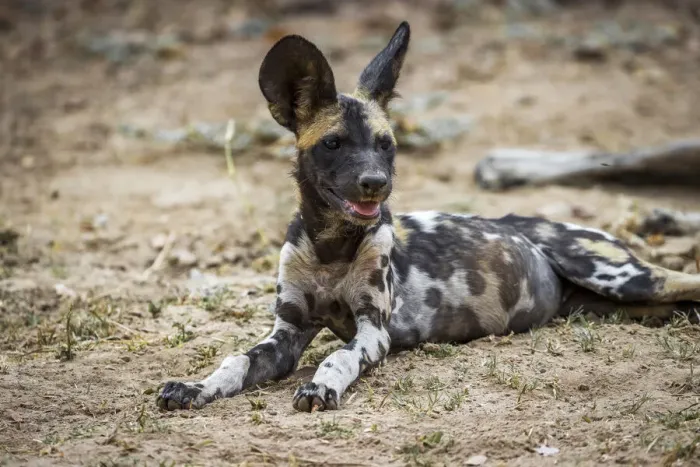 Framed Print : African wild dog, South Luangwa National Park, Zambia Framed Print : African wild dog, South Luangwa National Park, Zambia