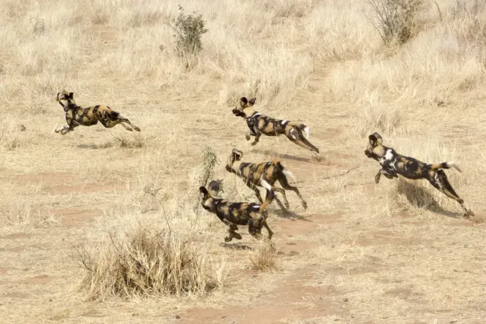 Framed Print : African Wild Dogs running in the savannah, Namibia, Africa