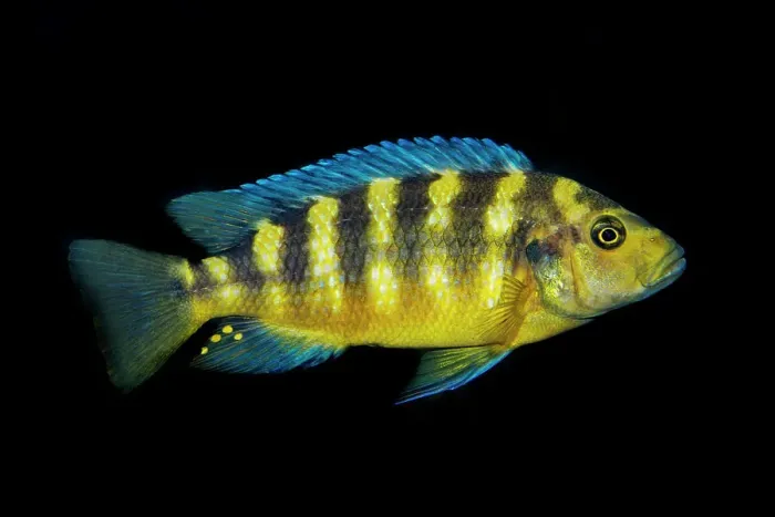 Framed Print : An African Zebra Cichlid endemic to Lake Malawi in Tanzania - captive specimen photographed in Toronto, Ontario, Canada Framed Print : An African Zebra Cichlid endemic to Lake Malawi in Tanzania - captive specimen photographed in Toronto, Ontario, Canada