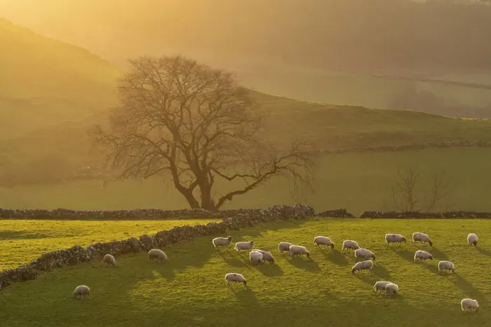Framed Print : Afternoon Sunshine on Grazing Sheep, near Earl Sterndale, Peak District National Park, Derbyshire, England Framed Print : Afternoon Sunshine on Grazing Sheep, near Earl Sterndale, Peak District National Park, Derbyshire, England