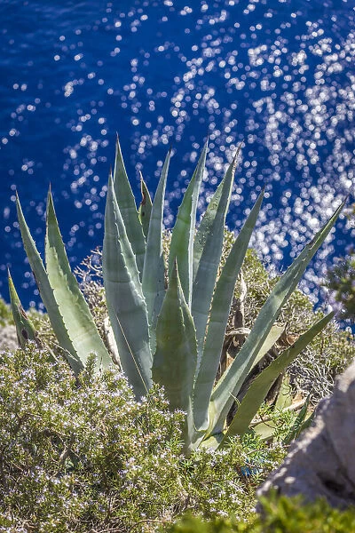 Agave on the cliffs of Capri, Gulf of Naples, Campania, Italy