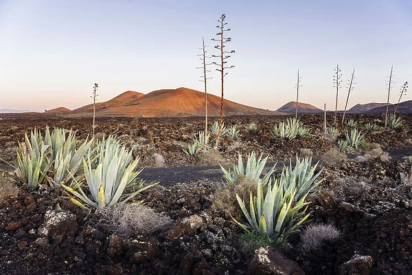 Agaves (Agave) in the lava field near Mancha Blanca, Lanzarote, Canary Islands