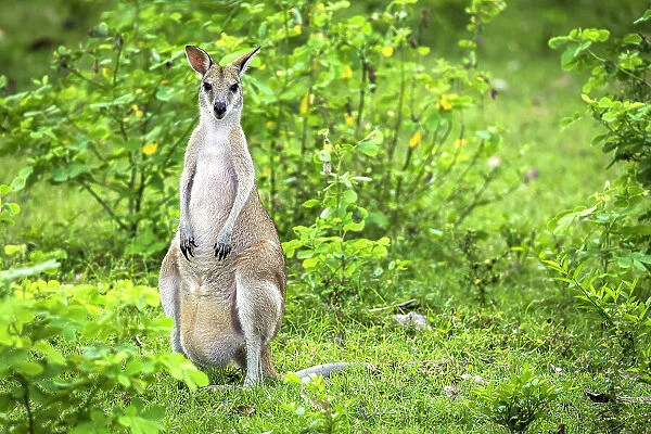 Agile wallaby, Bamurru Plains, Northern Territory, Australia