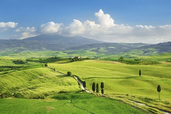 Agricultural landscape with cypresses - Italy, Tuscany, Siena, Val d Orcia, Pienza