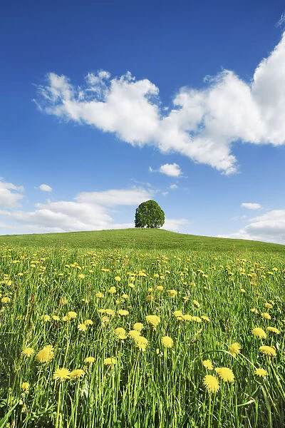 Agricultural landscape with dandelion meadow and lime tree - Germany, Bavaria, Upper Bavaria, Bad Tolz-Wolfratshausen, Egling