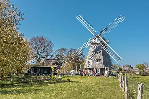 Ahrenshoop windmill, Mecklenburg-West Pomerania, North Germany, Germany