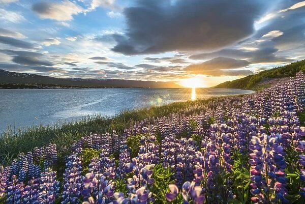 Akureyri, Northern Iceland. Fields of lupins and midnight sun