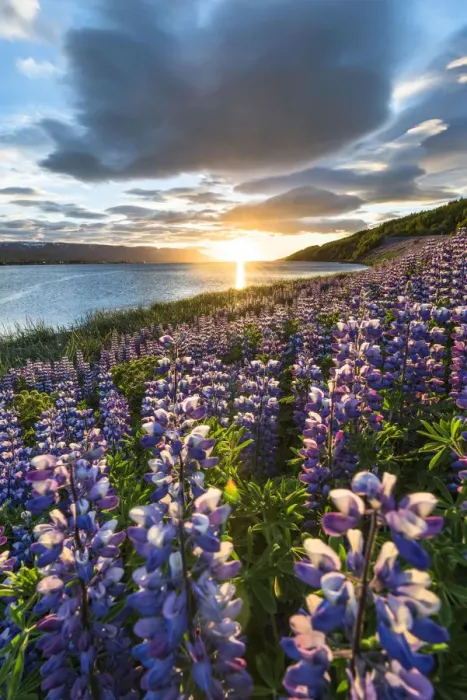 Framed Print : Akureyri, Northern Iceland. Fields of lupins and midnight sun Framed Print : Akureyri, Northern Iceland. Fields of lupins and midnight sun