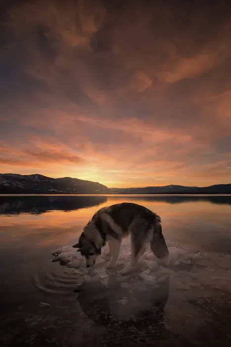 Framed Print : Alaskan Malamute dog, Salmon Arm, British Columbia, Canada