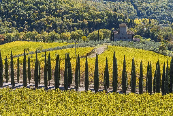 Albola castles vineyards, Radda in Chianti, Siena, Tuscany, Italy