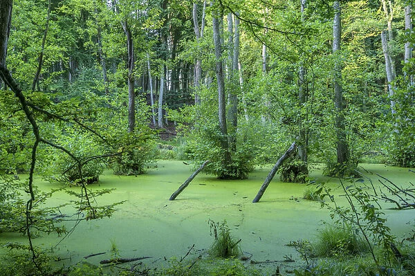 Alder marsh at Jasmund National Park near Konigsstuhl, Rugen, Germany