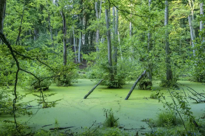 Framed Print : Alder marsh at Jasmund National Park near Konigsstuhl, Rugen, Germany