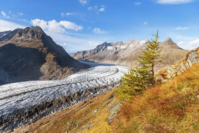 Framed Print : Aletsch glacier seen from above during an autumn afternoon, Aletsch glacier, Bernese Alps, Valais canton, Switzerland Framed Print : Aletsch glacier seen from above during an autumn afternoon, Aletsch glacier, Bernese Alps, Valais canton, Switzerland