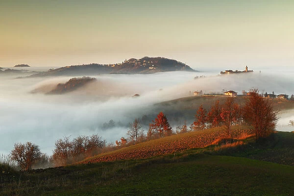 Alexandria hills, Piedmont, Italy. Alexandria hills shrouded in mist