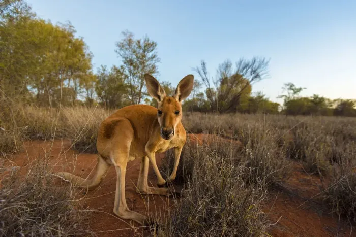 Framed Print : Alice Springs, Northern Territories, Australia. Red kangaroo at dusk Framed Print : Alice Springs, Northern Territories, Australia. Red kangaroo at dusk