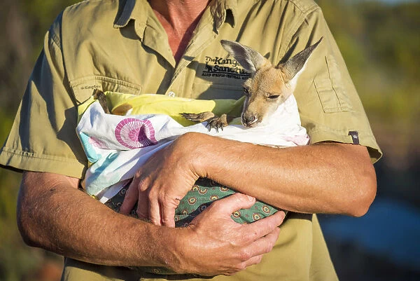 Alice Springs, Northern Territories, Australia. Baby kangaroo in a bag in the arms