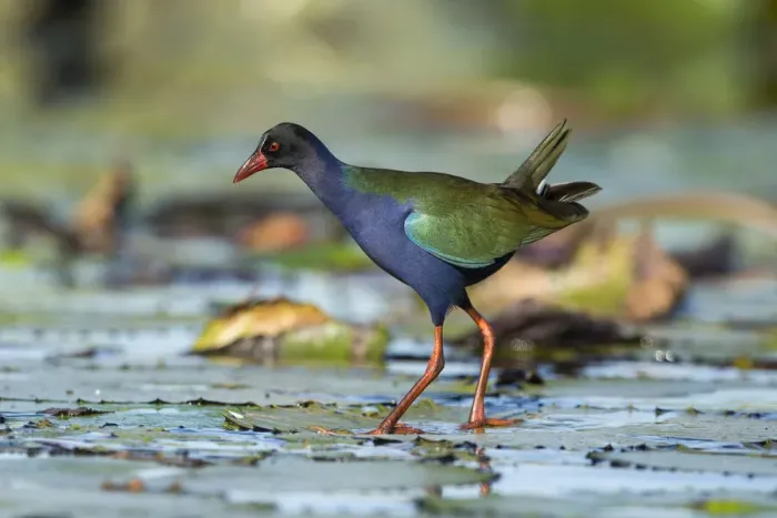 Framed Print : Allens (Lesser) Gallinule (porphyrio alleni), Chobe River, Botswana, Africa